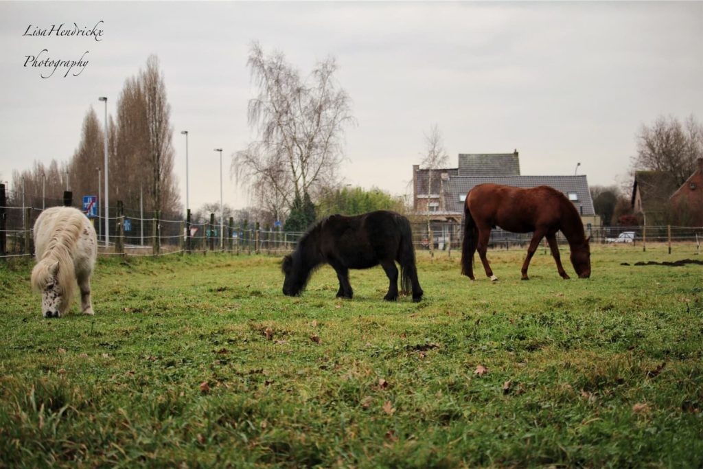 eigen paarden loes lilly & beleno