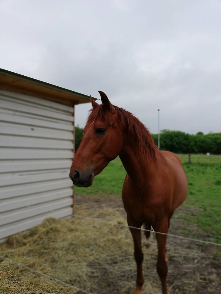 eerste eigen paard