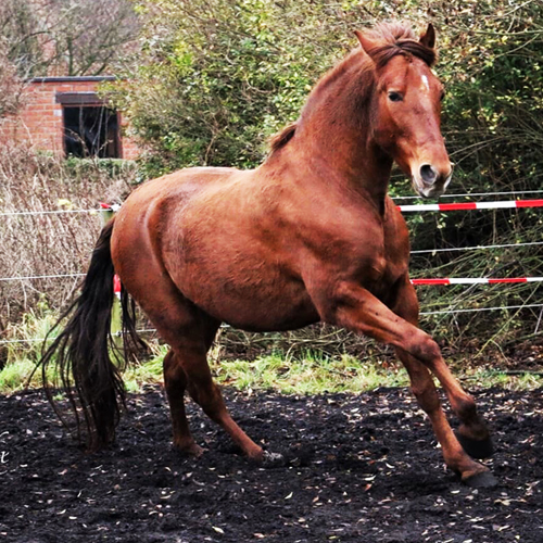 mijn eigen paard