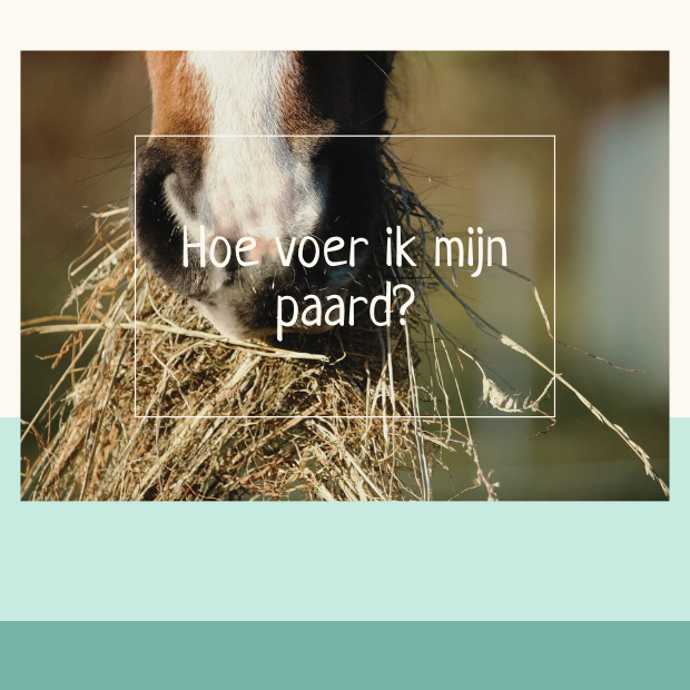 voer paard