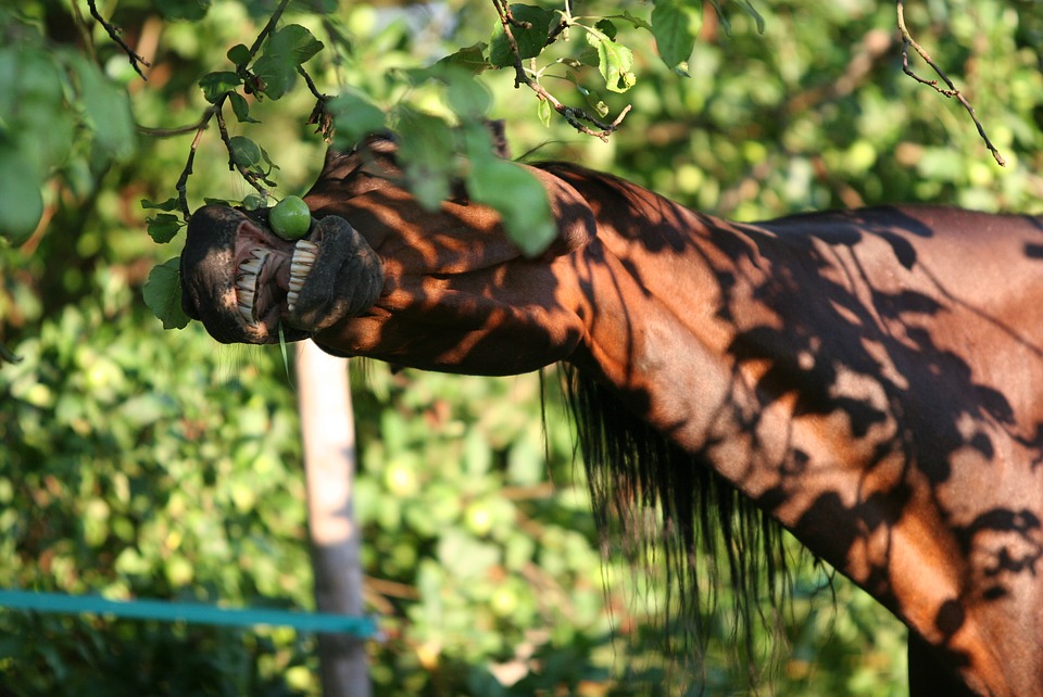 Paard eet appel uit boom