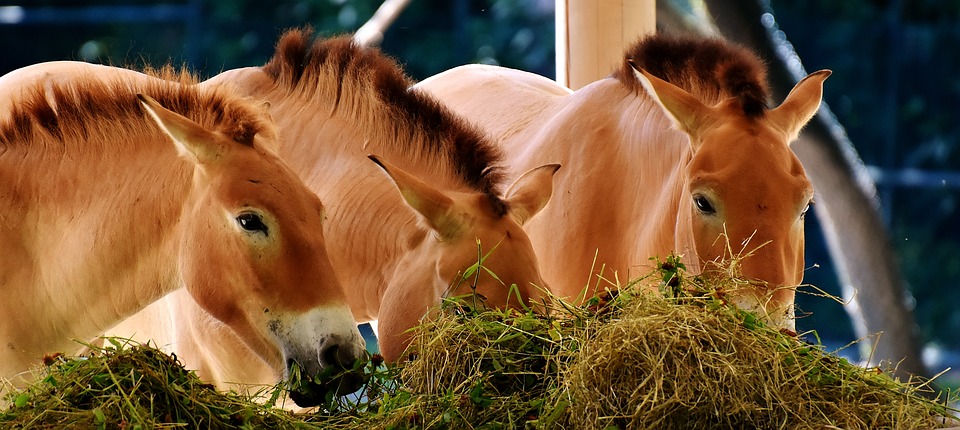 paard eet ruwvoer