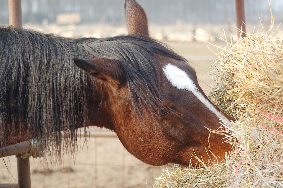 Paard eet voer