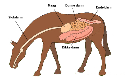 Spijsverteringsstelsel paard