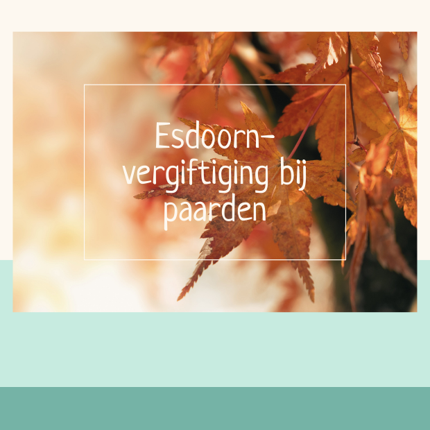 esdoorn vergiftiging