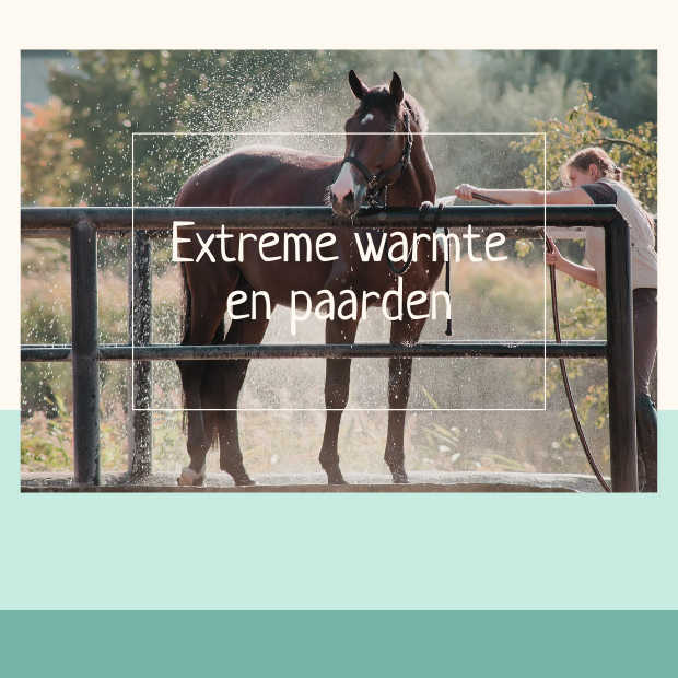 paard warmte