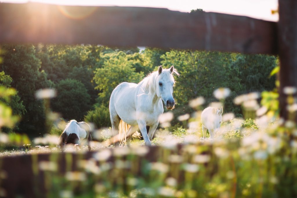 paard weide