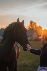 vrouw ontmoet paard