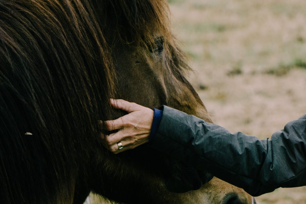 vrouw aait paard