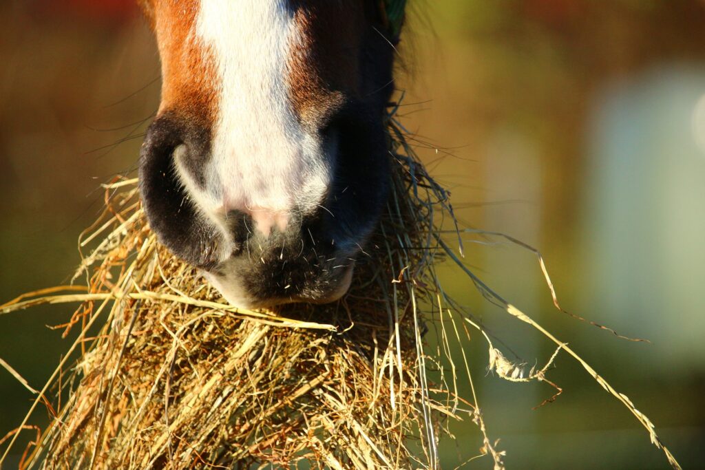 slowfeeder paard