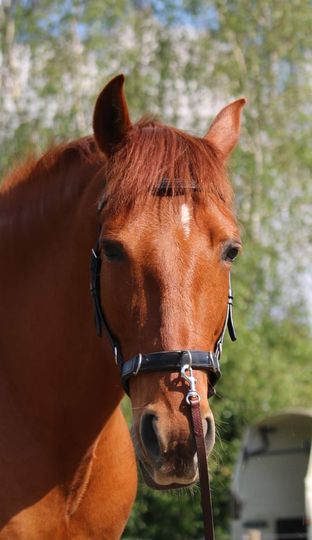 karton naaien baan De kaptoom - De Paardenwijzer