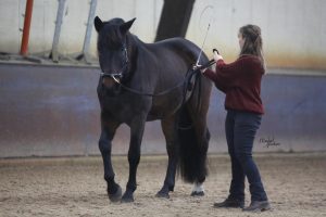 lunging longeren