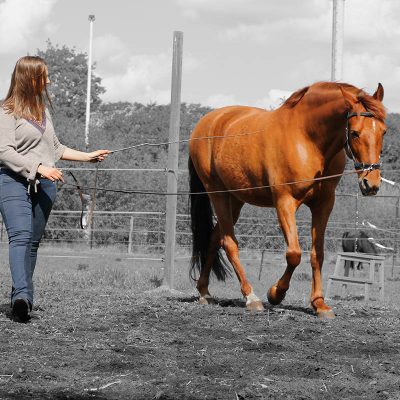 workshop trainingen paard