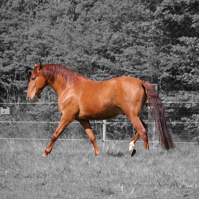 holistic horsemanship