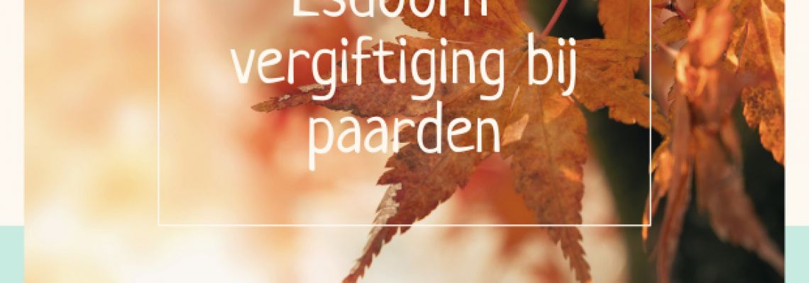 esdoorn vergiftiging