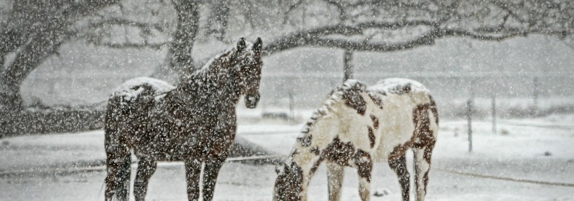 Paarden sneeuw