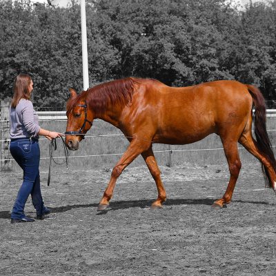 jolien & beleno 2 paard training