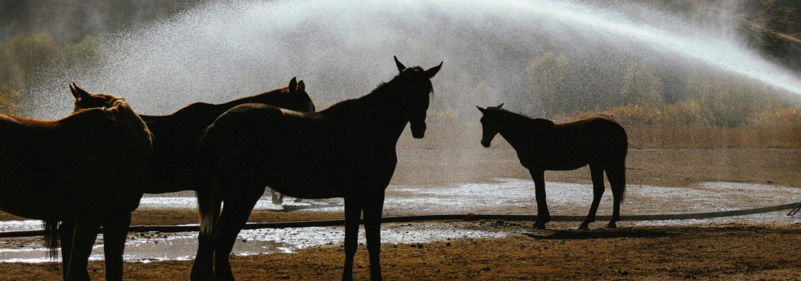 Foto door kübra zehra : https://www.pexels.com/nl-nl/foto/paarden-landelijk-platteland-landschap-17697318/